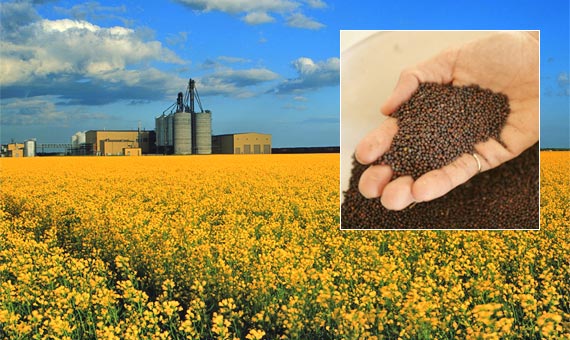 canola-field